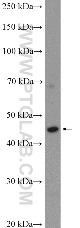 WB analysis of HeLa using 17112-1-AP