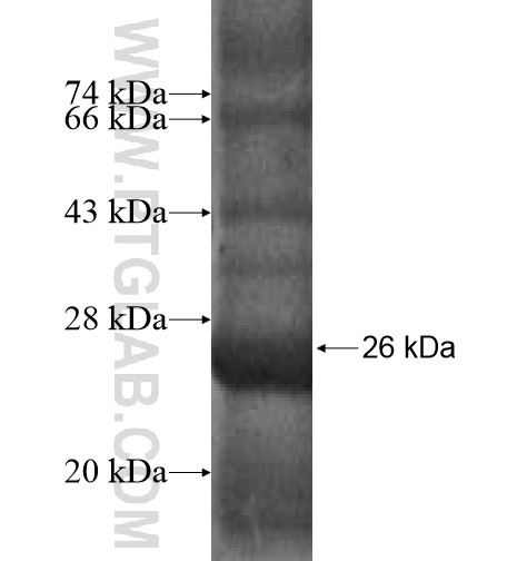 PERLD1 fusion protein Ag10459 SDS-PAGE PERLD1 fusion protein Ag10459 SDS-PAGE