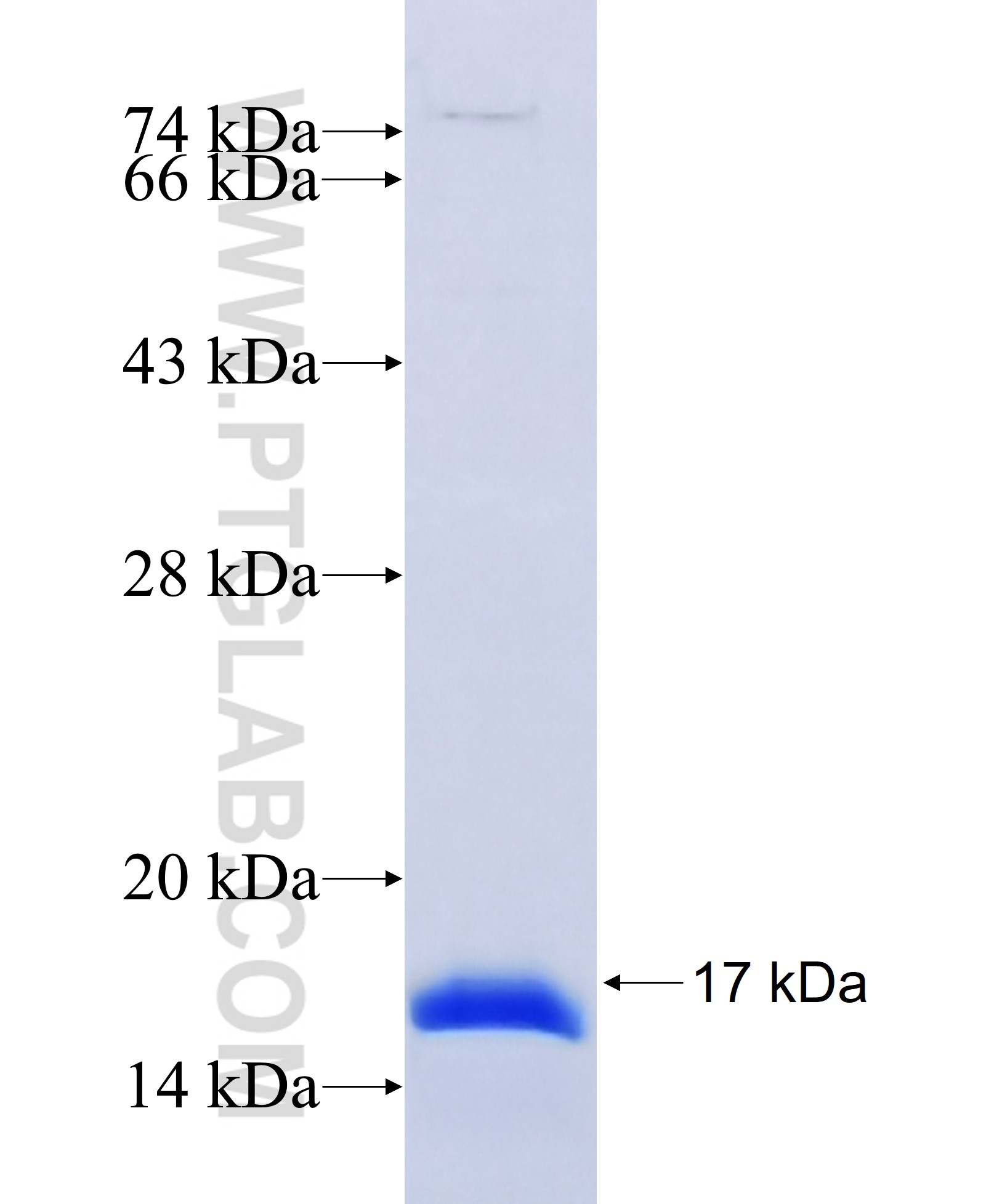 PET100 fusion protein Ag34799 SDS-PAGE