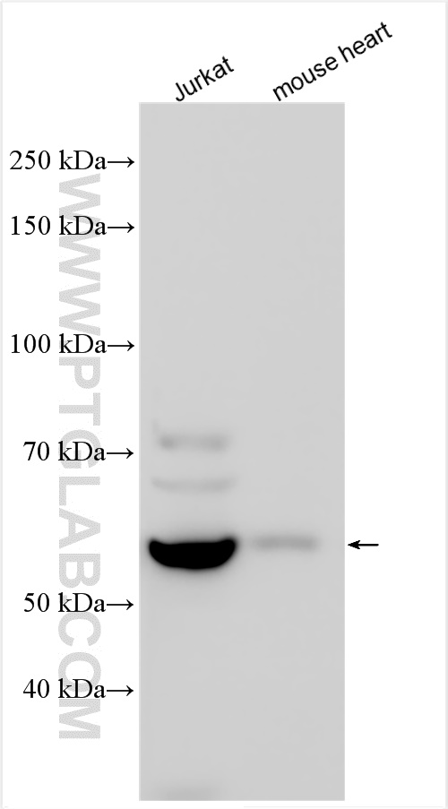 WB analysis using 26441-1-AP