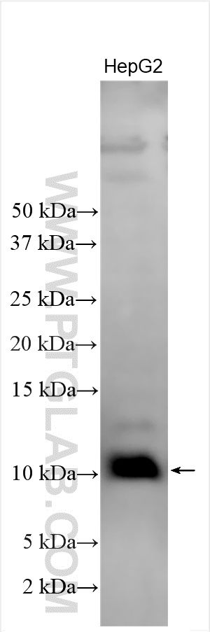 WB analysis using 31066-1-AP