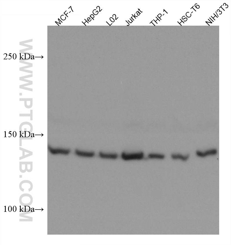 WB analysis using 67436-1-Ig