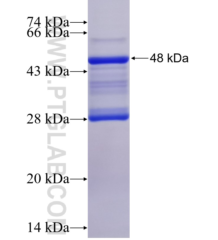 PEX11G fusion protein Ag8179 SDS-PAGE