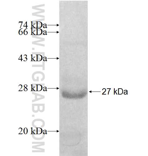 PEX11G fusion protein Ag8201 SDS-PAGE