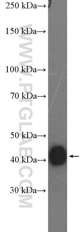 PEX12 Polyclonal antibody