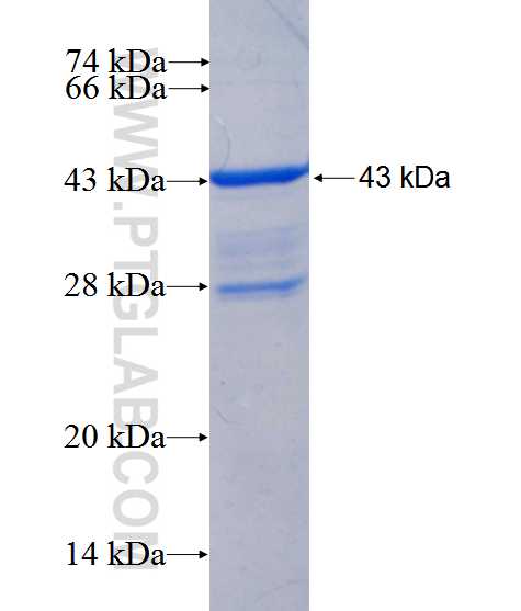 PEX12 fusion protein Ag25500 SDS-PAGE