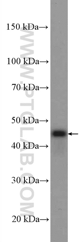 PEX13 Polyclonal antibody