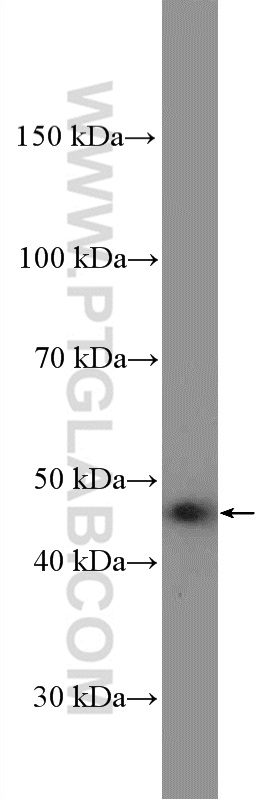 PEX13