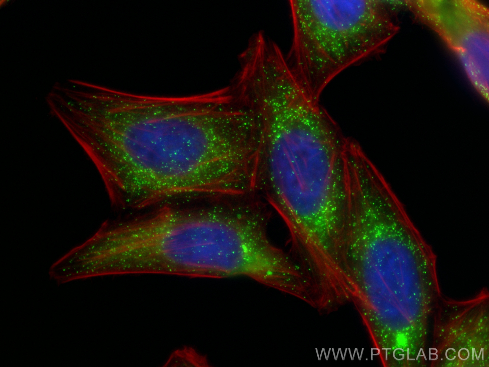IF Staining of HepG2 using Biotin-10594