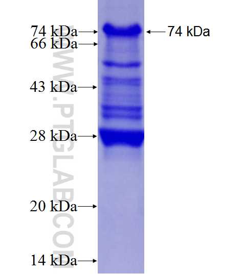 PEX14 fusion protein Ag0932 SDS-PAGE