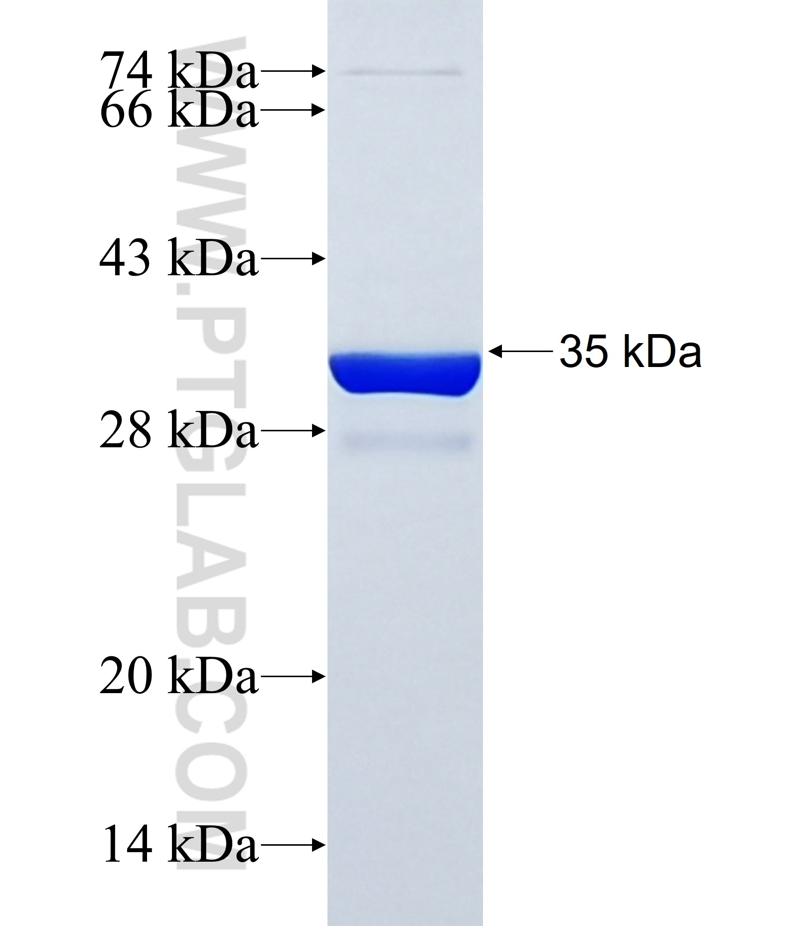 PEX16 fusion protein Ag38125 SDS-PAGE