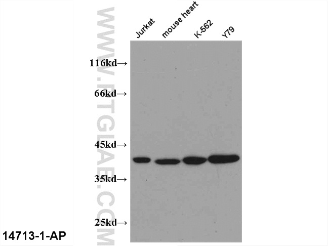 PEX19 Polyclonal antibody