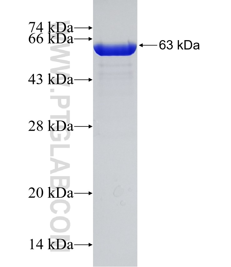 PEX19 fusion protein Ag6434 SDS-PAGE