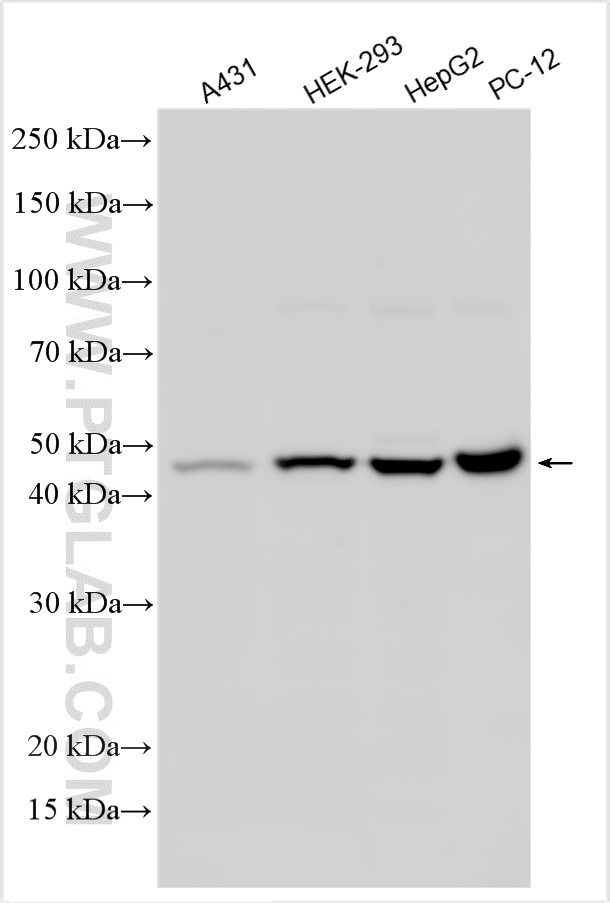 WB analysis using 30424-1-AP