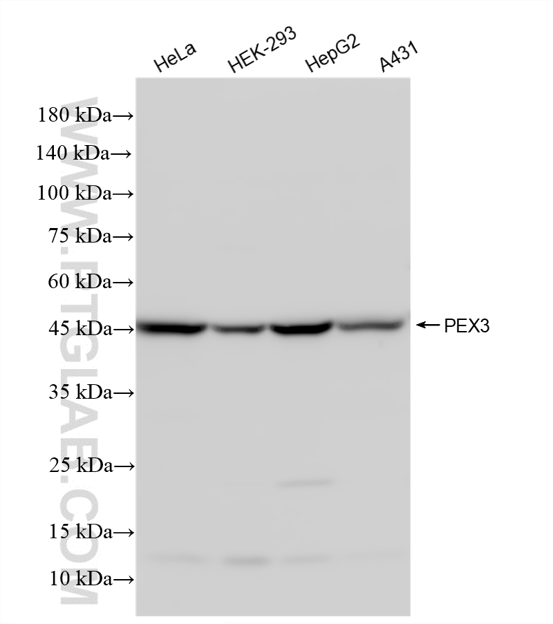 WB analysis using 86594-1-RR