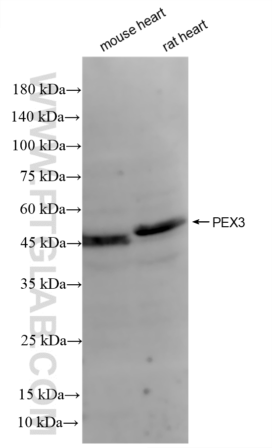 WB analysis using 86594-1-RR