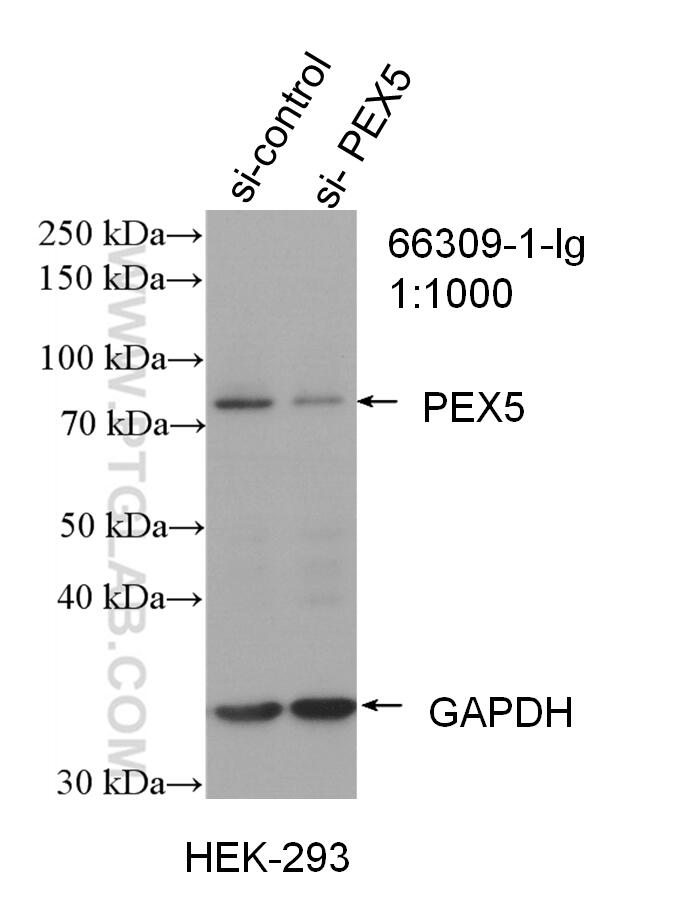 WB analysis of HEK-293 using 66309-1-Ig (same clone as 66309-1-PBS)