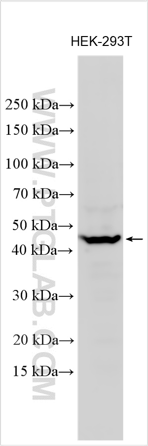 WB analysis using 20614-1-AP