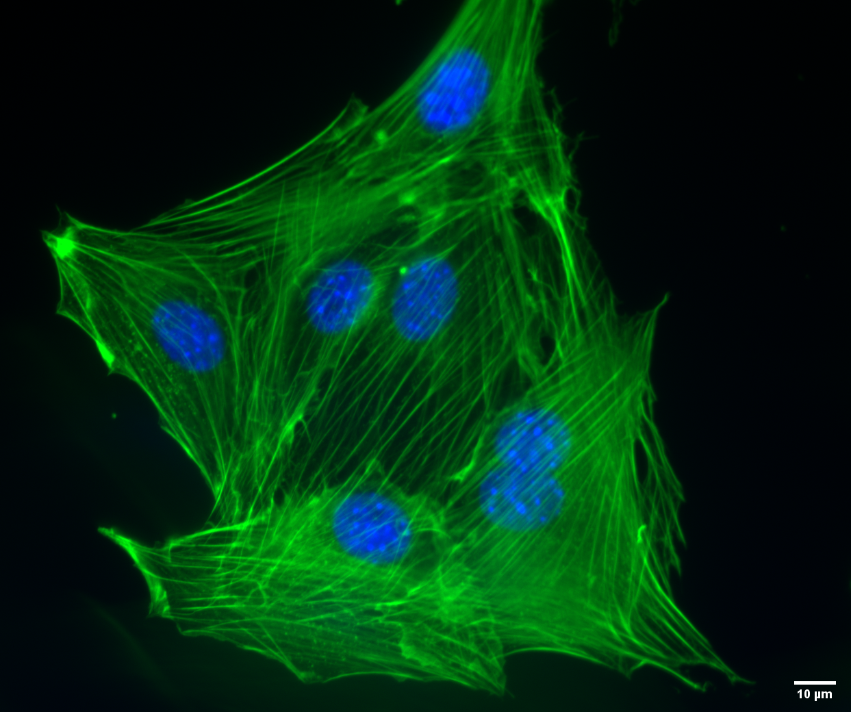 NIH3T3 mouse fibroblasts. 1:50 dilution of CoraLite® Plus 488-Phalloidin. Nuclei are stained with Hoechst 33342. Scale bar is 10 um. Images taken by Katarzyna Szymanksa-DeWijs from Hannover Medical School.