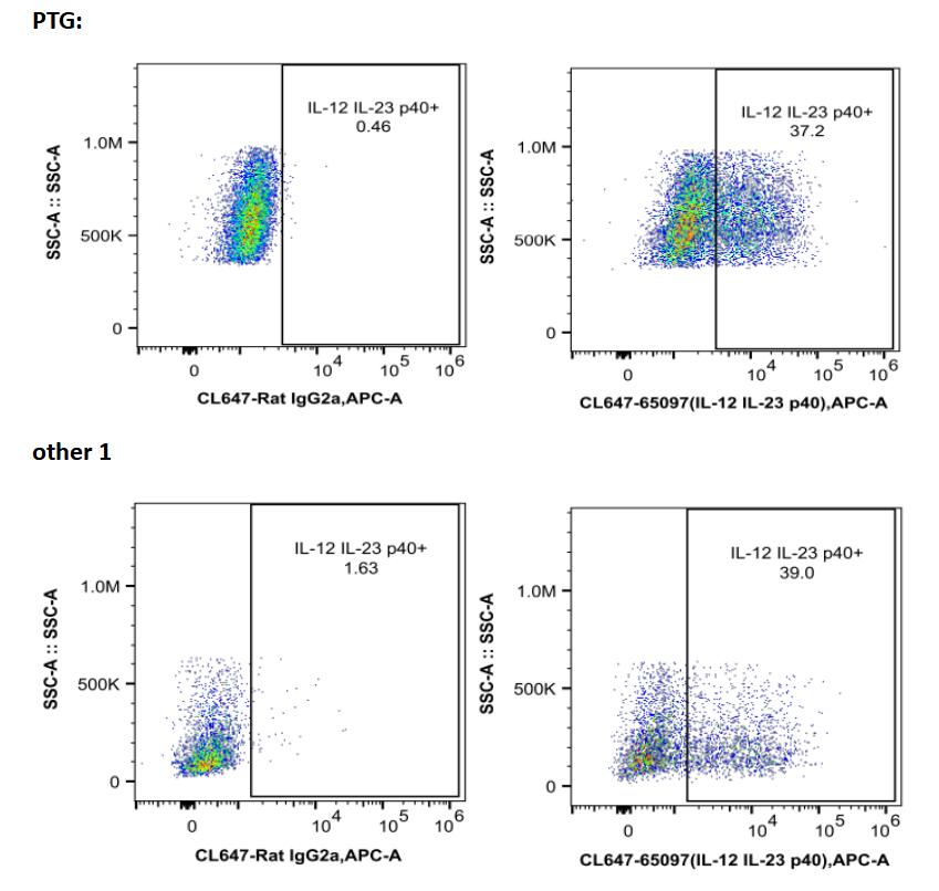 1.用小鼠的IFN gamma、LPS、蛋白酶转运抑制剂处理处理小鼠腹腔巨噬细胞后，IL-12/IL-23 p40在小鼠腹腔巨噬细胞内表达情况。