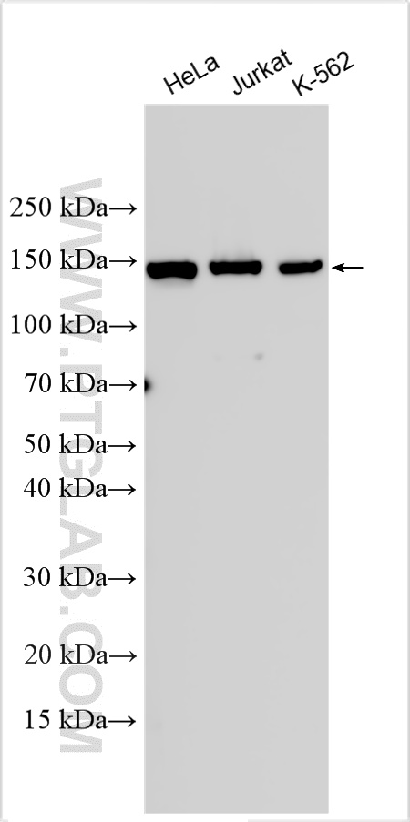Various lysates were subjected to SDS PAGE followed by western blot with 24716-1-AP (PFAS antibody) at dilution of 1:8000 incubated at room temperature for 1.5 hours. WB analysis using 24716-1-AP