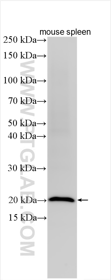 WB analysis using 13580-1-AP