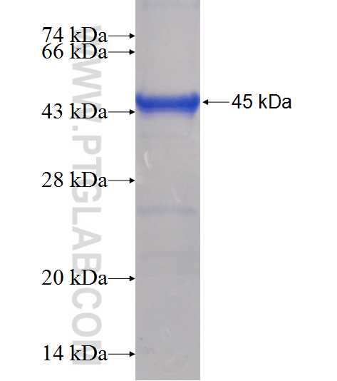 PFKFB2 fusion protein Ag12395 SDS-PAGE