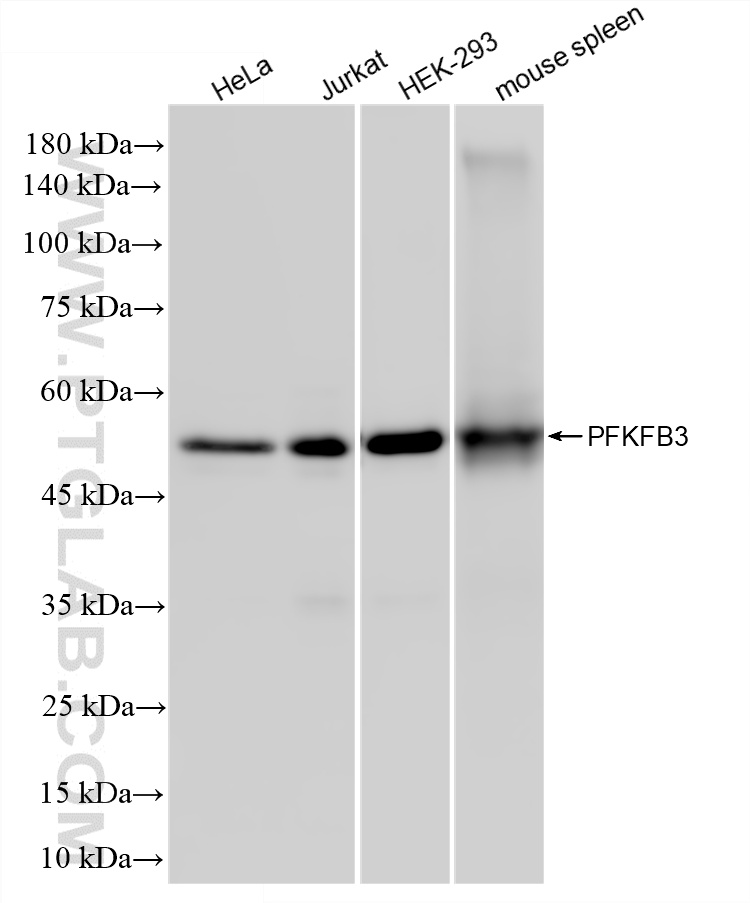 WB analysis using 87233-1-RR