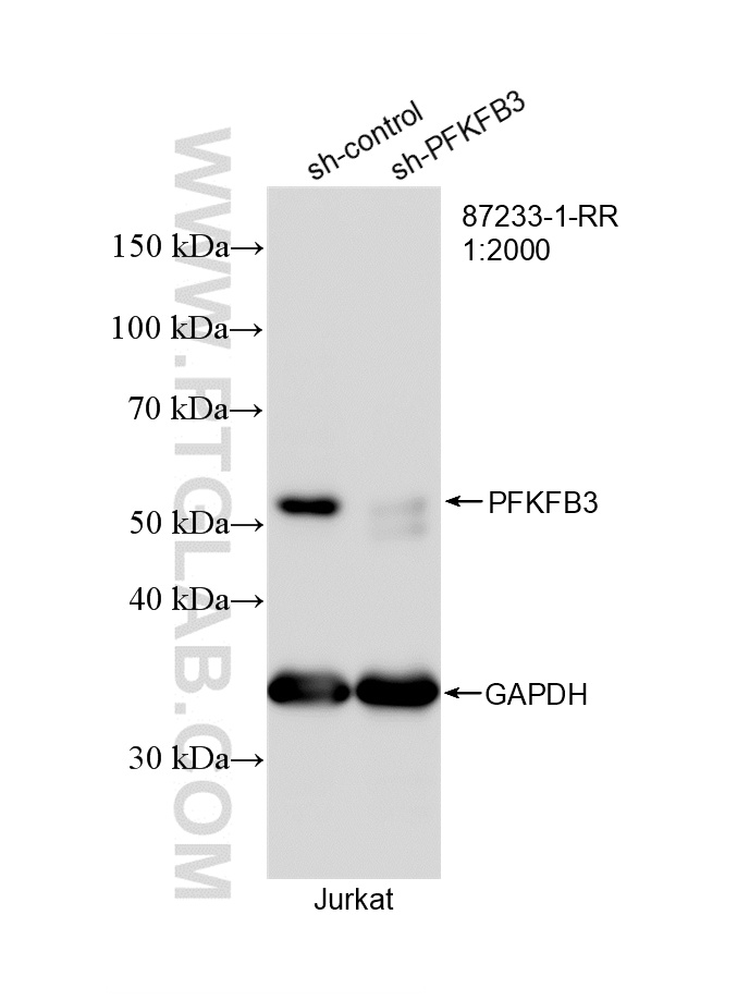 WB analysis of Jurkat using 87233-1-RR WB analysis of Jurkat using 87233-1-RR