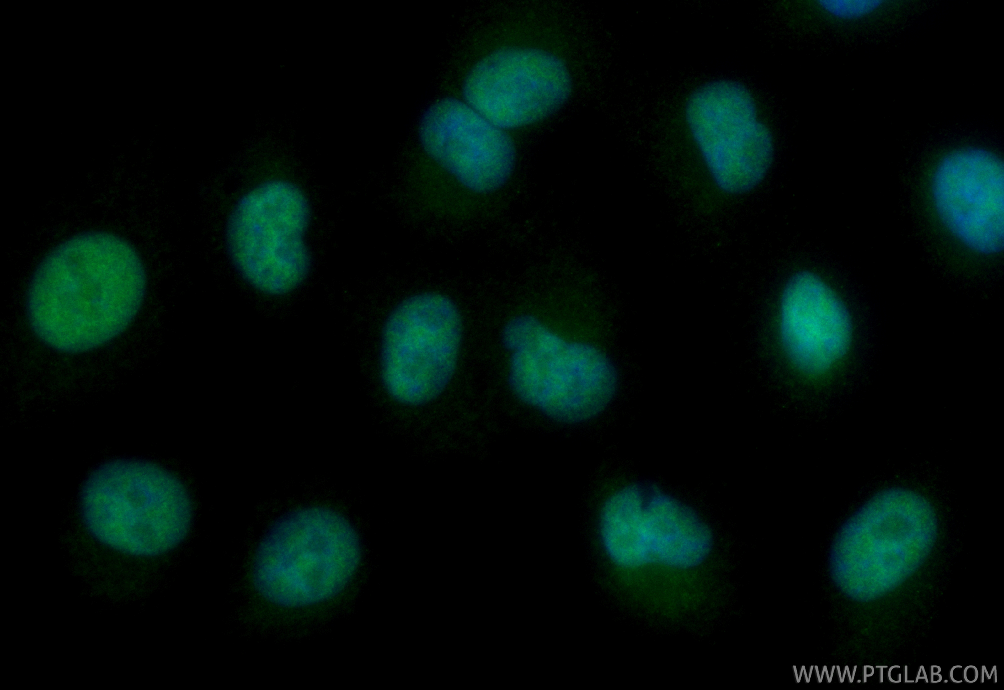 IF Staining of A549 using CL488-87233 IF Staining of A549 using CL488-87233