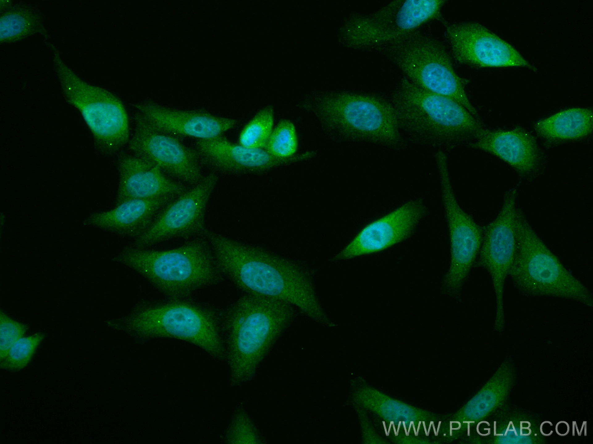 IF Staining of HepG2 using CL488-13763