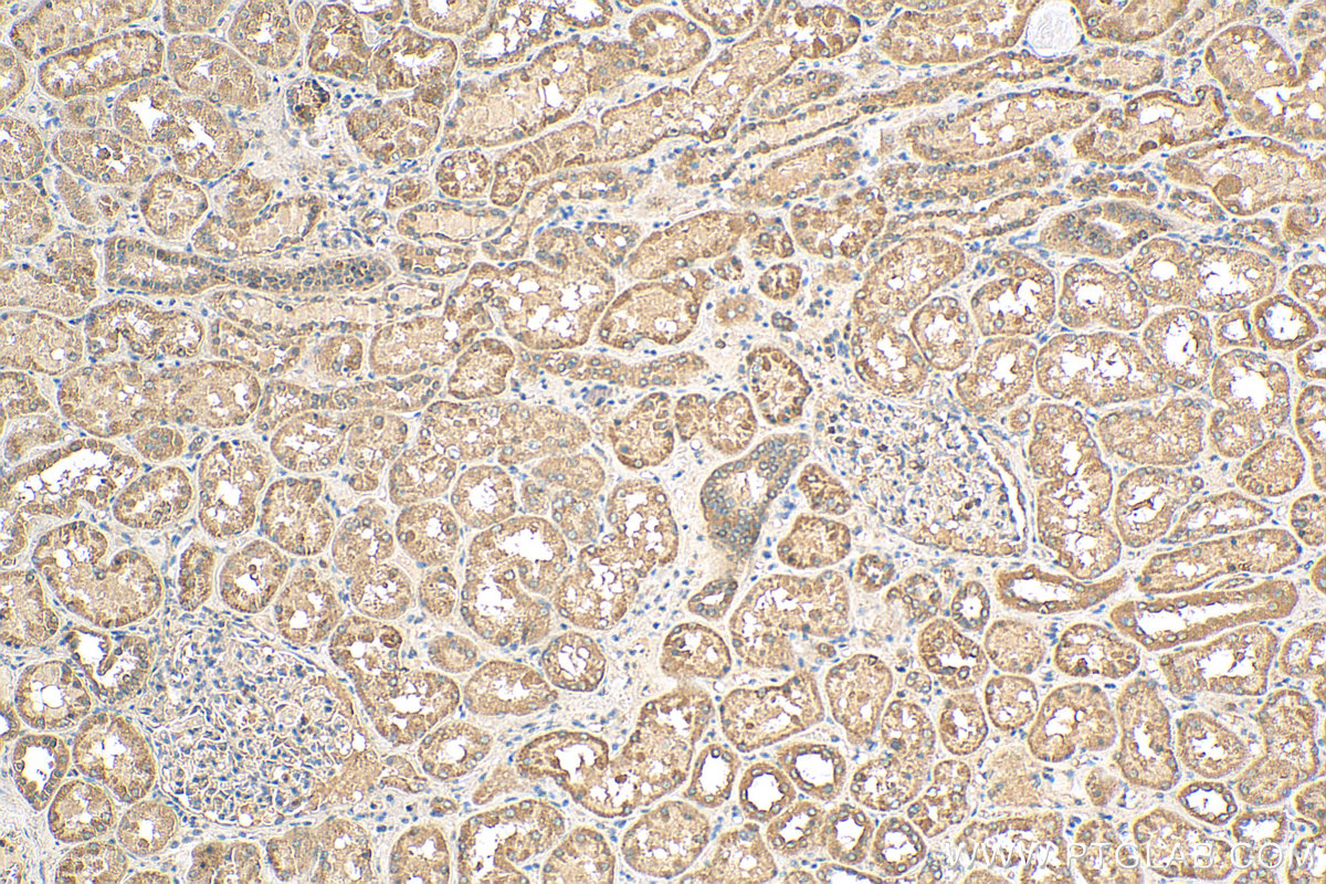 IHC staining of human kidney using 29902-1-AP