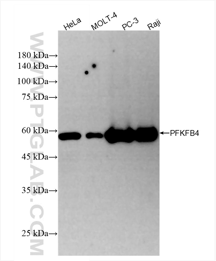 WB analysis using 85444-3-RR