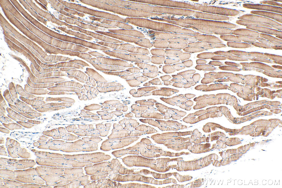 IHC staining of mouse skeletal muscle using 30326-1-AP