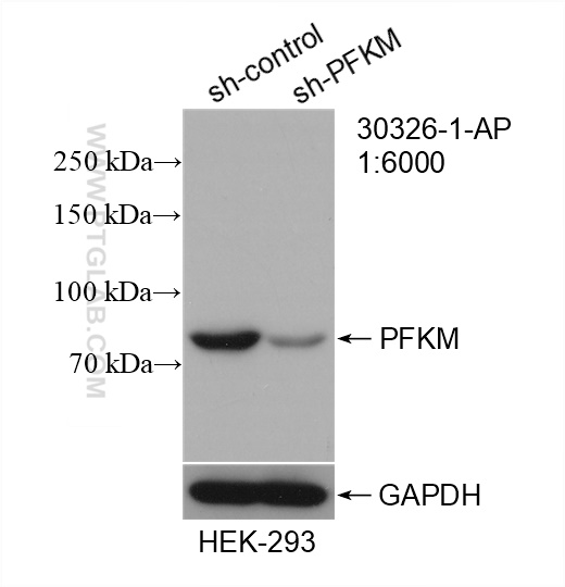 WB analysis of HEK-293 using 30326-1-AP