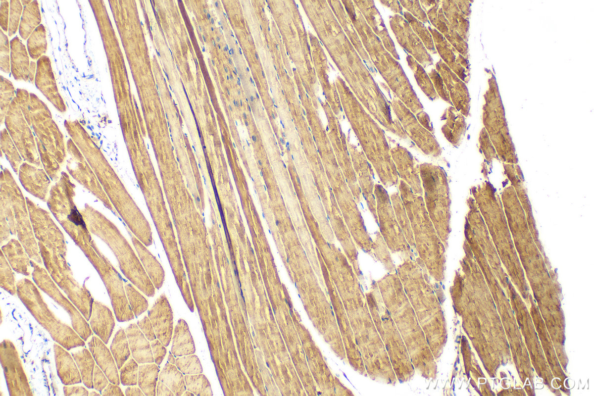 IHC staining of mouse skeletal muscle using 55028-1-AP