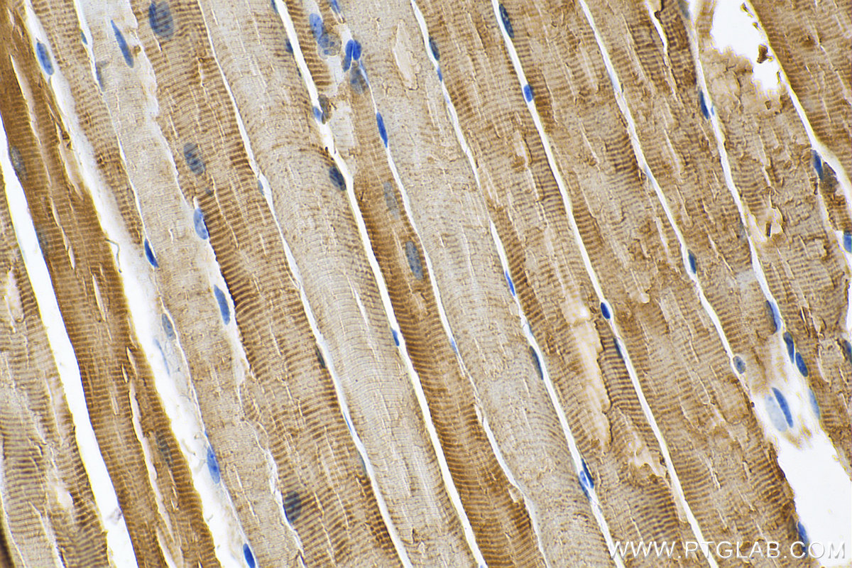 IHC staining of mouse skeletal muscle using 55028-1-AP