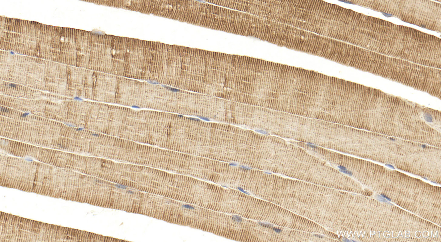 IHC staining of mouse skeletal muscle using 55028-1-AP
