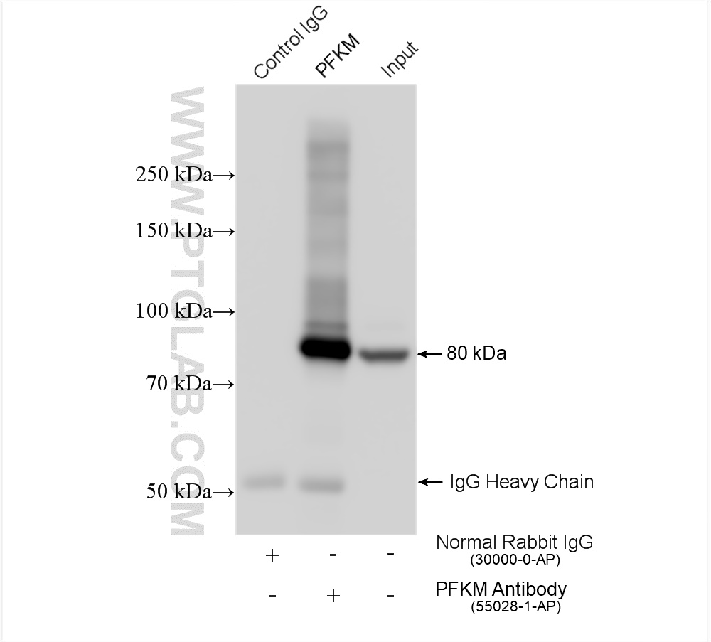 IP experiment of mouse heart using 55028-1-AP