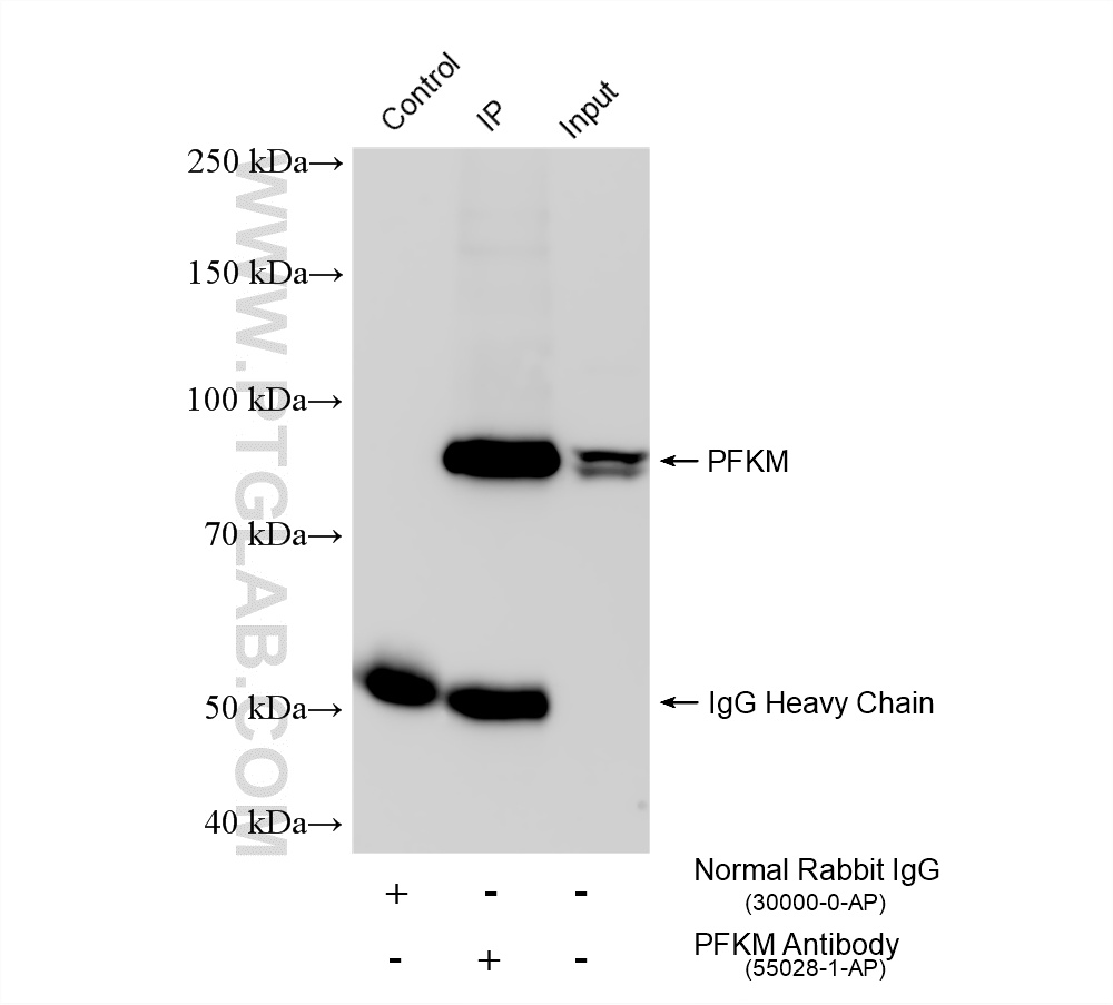 IP experiment of mouse liver using 55028-1-AP