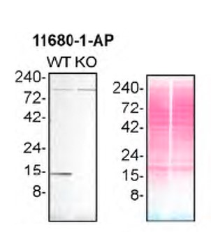 WB analysis of HAP1 using 11680-1-AP