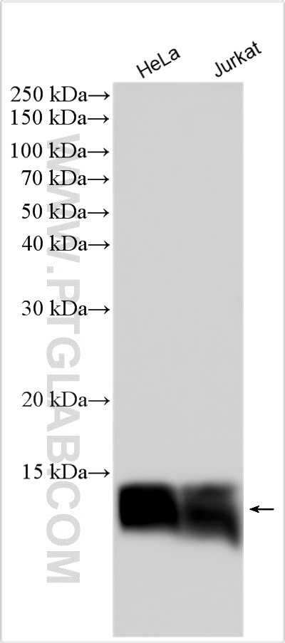 WB analysis using 11680-1-AP