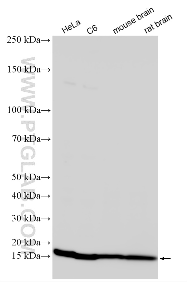 WB analysis using 11680-1-AP WB analysis using 11680-1-AP