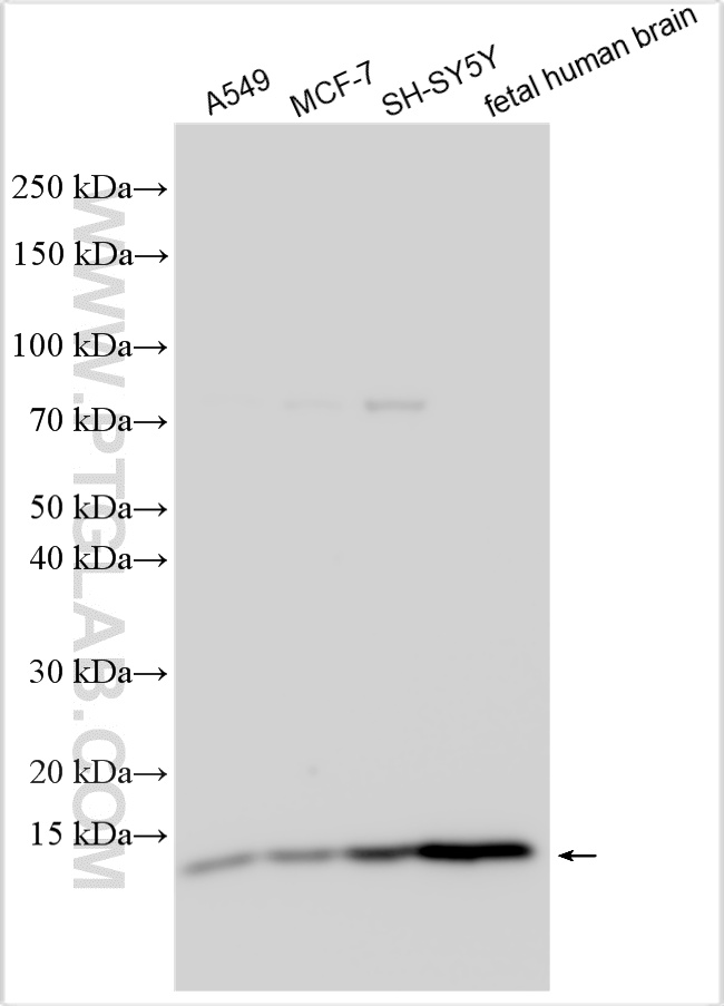 WB analysis using 13783-1-AP