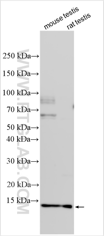 WB analysis using 25188-1-AP (same clone as 25188-1-PBS)