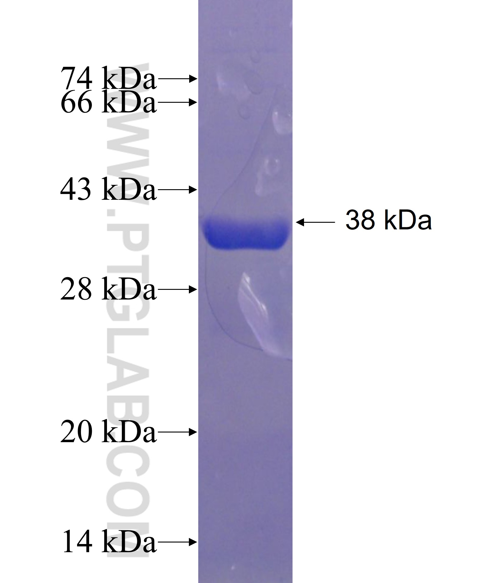 PFN4 fusion protein Ag3538 SDS-PAGE