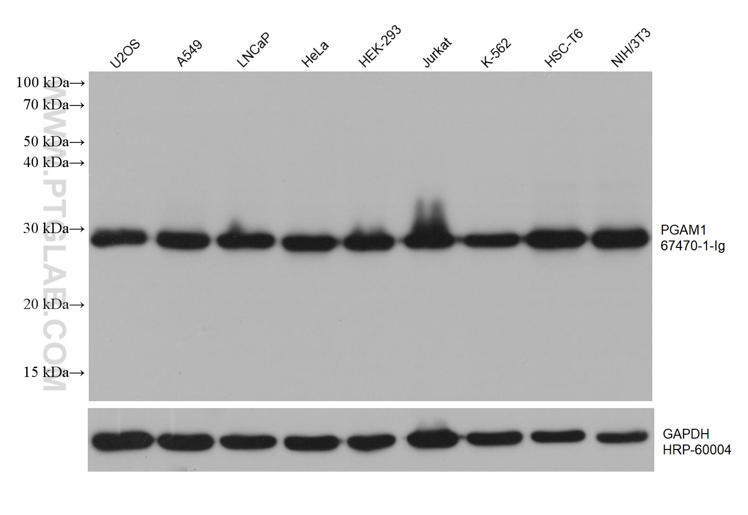 WB analysis using 67470-1-Ig (same clone as 67470-1-PBS)