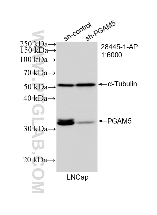 WB result of PGAM5 antibody (28445-1-AP; 1:6000; incubated at room temperature for 1.5 hours) with sh-Control and sh-PGAM5 transfected LNCaP cells. WB analysis of LNCaP using 28445-1-AP