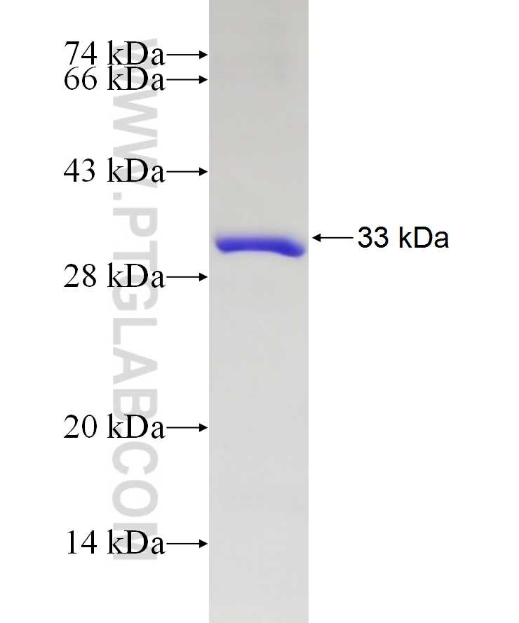 PGAM5 fusion protein Ag28195 SDS-PAGE