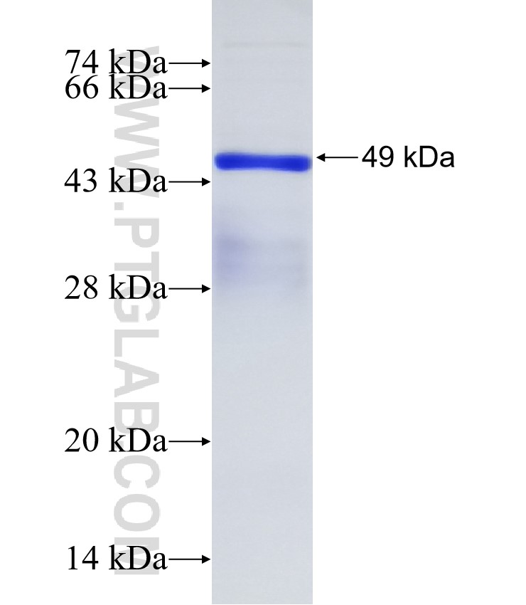 PGC1a fusion protein Ag31195 SDS-PAGE